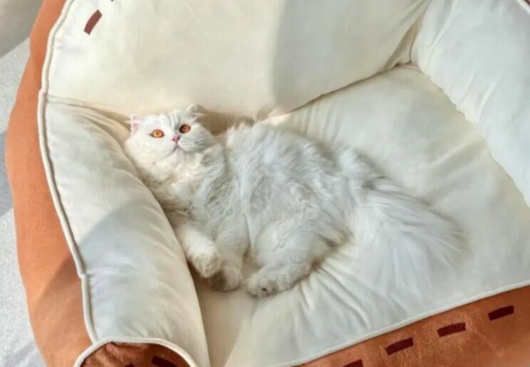 从猫咪睡觉位置，秒懂它把你当妈还是当仆人！