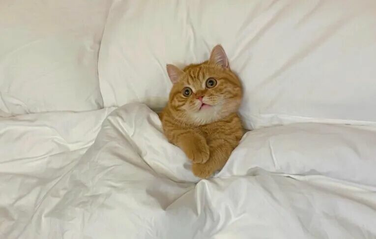 从猫咪睡觉位置，秒懂它把你当妈还是当仆人！