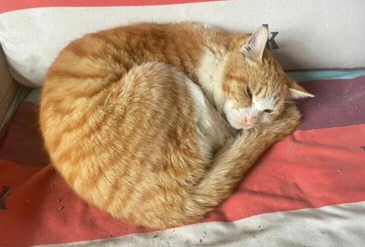 从猫咪睡觉位置，秒懂它把你当妈还是当仆人！