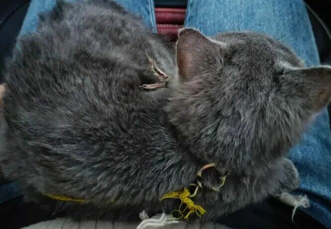 从猫咪睡觉位置，秒懂它把你当妈还是当仆人！ - 语梦星球