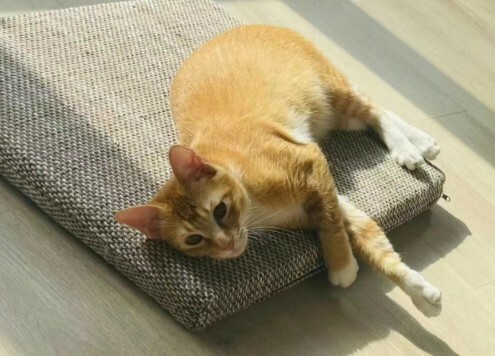 猫咪粘人等级判断：6 大行为，测测你家猫是几级？ - 语梦星球