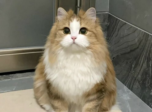 猫咪粘人等级判断：6 大行为，测测你家猫是几级？