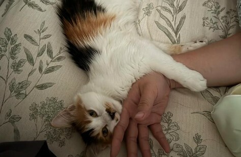 猫咪粘人等级判断：6 大行为，测测你家猫是几级？