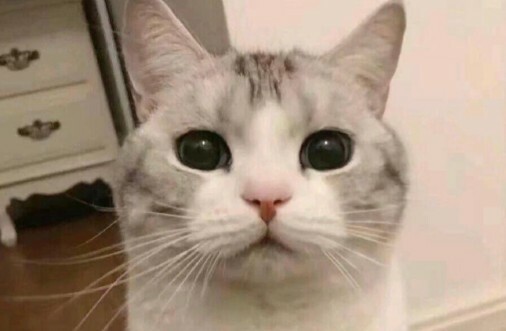 如何判断猫咪吃醋？这 7 个表现，铲屎官必看！