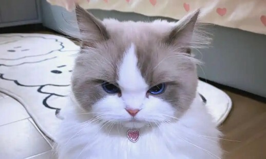 如何判断猫咪吃醋？这 7 个表现，铲屎官必看！ - 语梦星球