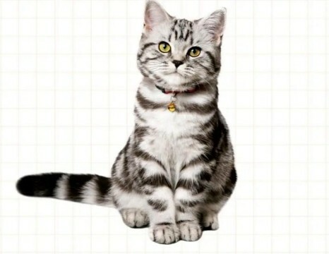 如何判断猫咪吃醋？这 7 个表现，铲屎官必看！