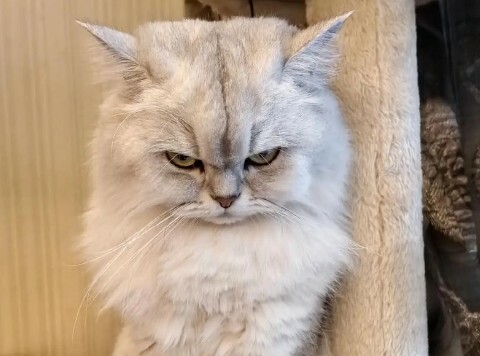 如何判断猫咪吃醋？这 7 个表现，铲屎官必看！