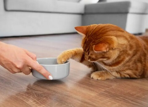 如何判断猫咪吃醋？这 7 个表现，铲屎官必看！