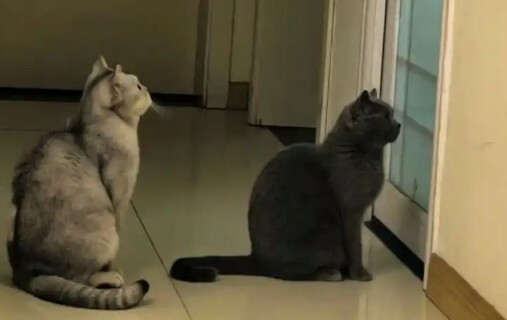 猫咪护主的 7 大表现，你家猫咪也这样吗？ - 语梦星球