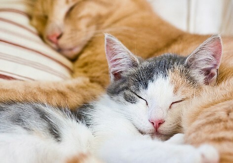 猫咪护主的 7 大表现，你家猫咪也这样吗？