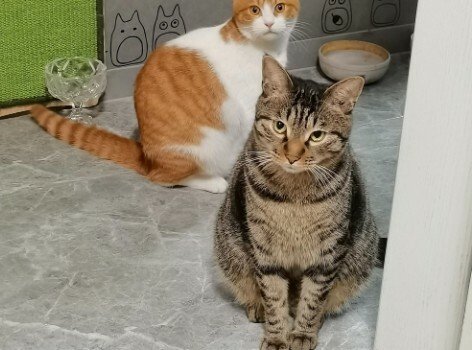 猫咪护主的 7 大表现，你家猫咪也这样吗？