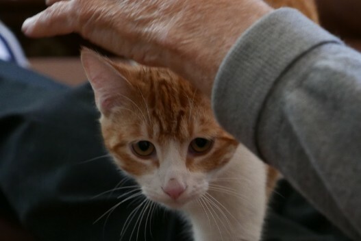 猫咪护主的 7 大表现，你家猫咪也这样吗？