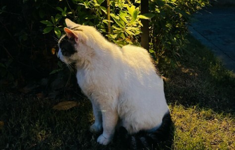 猫咪护主的 7 大表现，你家猫咪也这样吗？