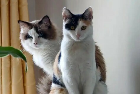 猫咪护主的 7 大表现，你家猫咪也这样吗？