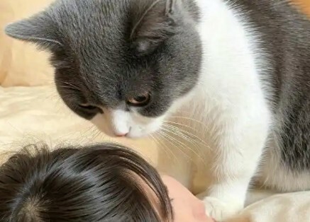 猫咪护主的 7 大表现，你家猫咪也这样吗？