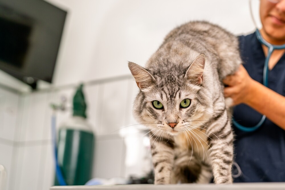 猫咪心脏病能活多久？肥厚性心肌病症状、治疗与照护指南