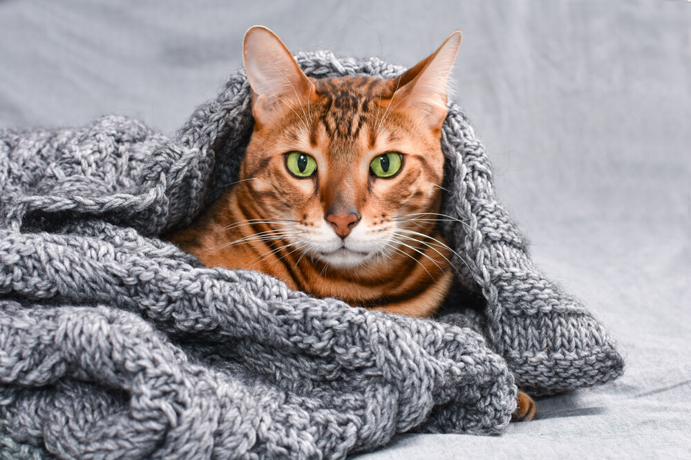 猫咪耳朵多久洗一次?洗耳步骤全解,告别脏污耳螨