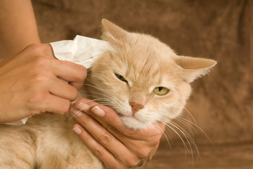 猫咪耳朵多久洗一次？洗耳步骤全解，告别脏污耳螨 - 语梦星球