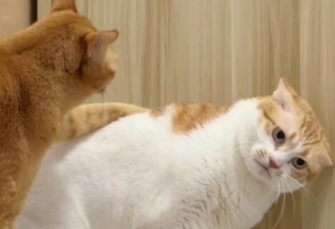 猫咪认主的 7 大信号：如何判断你家猫咪是否认主了？ - 语梦星球