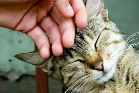 猫咪认主的 7 大信号:如何判断你家猫咪是否认主了?