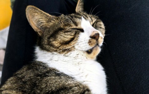 猫咪认主的 7 大信号:如何判断你家猫咪是否认主了?