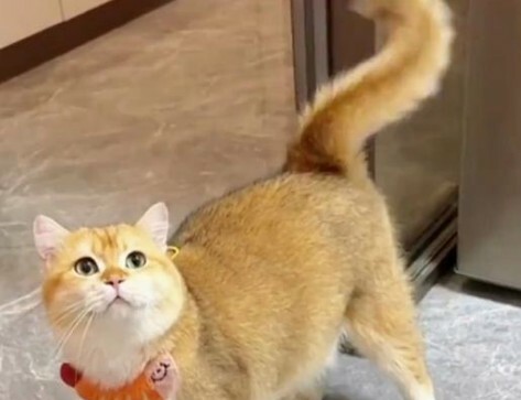 猫咪认主的 7 大信号:如何判断你家猫咪是否认主了?