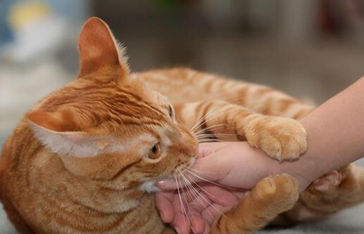 猫咪认主的 7 大信号:如何判断你家猫咪是否认主了?