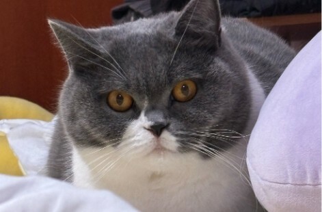 猫咪认主的 7 大信号:如何判断你家猫咪是否认主了?