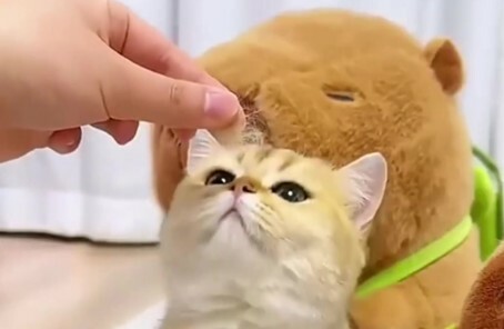 猫咪认主的 7 大信号:如何判断你家猫咪是否认主了?