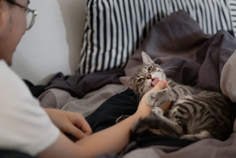 猫咪舔人是什么意思？又咬又舔、过度舔舐，是爱还是疾病？ - 语梦星球