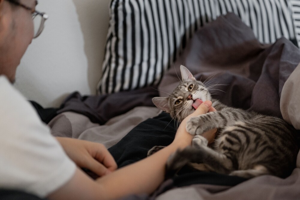 猫咪舔人手可能是寻求互动或亲密信号。