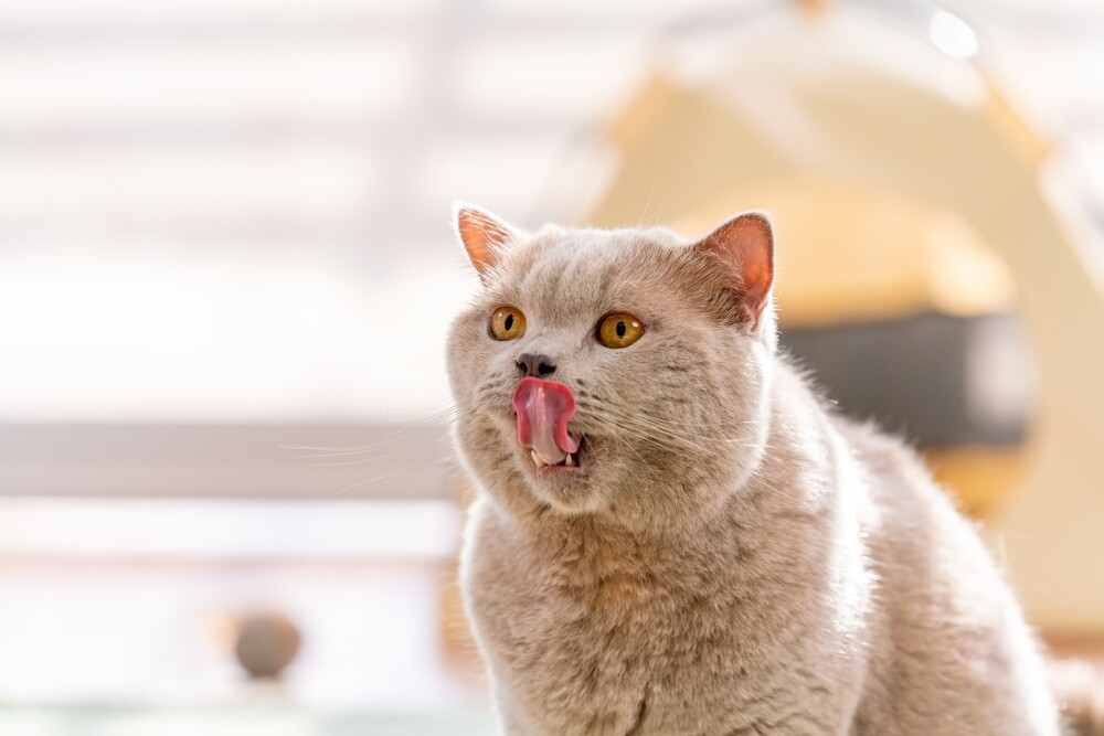 猫咪舔人后轻轻咬人是一种常见的行为,通常被称为“爱咬”或“亲亲咬”。这不是攻击性行为,而是猫咪表达亲密和亲情的方式。