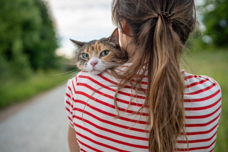 猫咪抱抱就反抗？掌握正确抱猫姿势，训练技巧不再怕咬抓 - 语梦星球