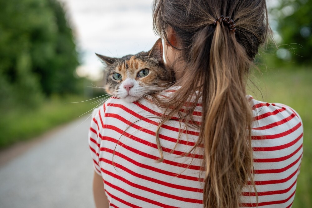 猫咪抱抱就反抗？掌握正确抱猫姿势，训练技巧不再怕咬抓