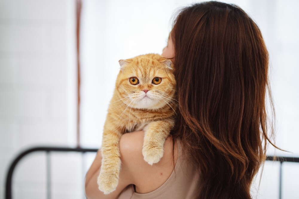 猫咪抱抱就反抗？掌握正确抱猫姿势，训练技巧不再怕咬抓