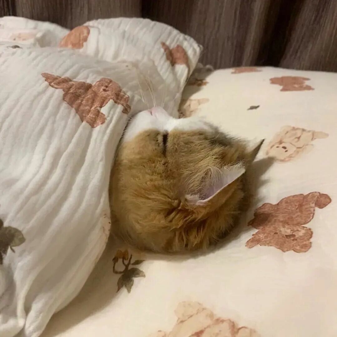 猫咪频繁进出房间？揭秘背后 6 大原因，实用方法让你不再愁！