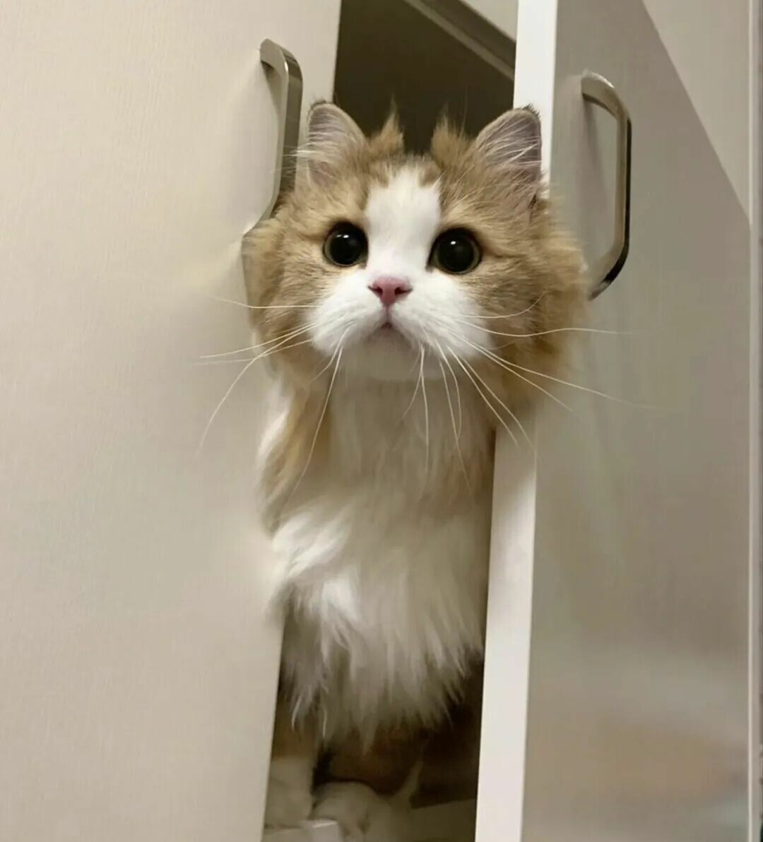 猫咪频繁进出房间？揭秘背后 6 大原因，实用方法让你不再愁！