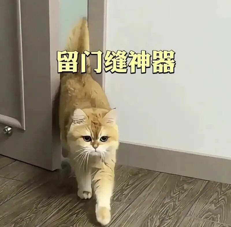 猫咪频繁进出房间？揭秘背后 6 大原因，实用方法让你不再愁！