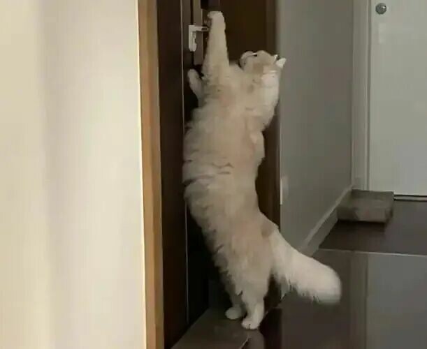 猫咪频繁进出房间？揭秘背后 6 大原因，实用方法让你不再愁！