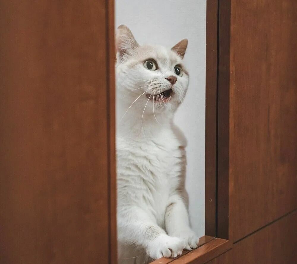 猫咪频繁进出房间？揭秘背后 6 大原因，实用方法让你不再愁！