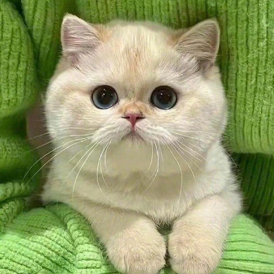 猫咪频繁进出房间？揭秘背后 6 大原因，实用方法让你不再愁！