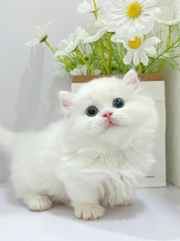 猫绝育残忍吗？6 大好处告诉你，它是最好的爱与守护 - 语梦星球