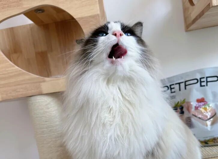 猫咪快乐的表现有哪些？看这 6 种行为，你家猫中了几个？