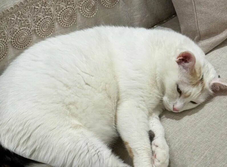 猫咪快乐的表现有哪些？看这 6 种行为，你家猫中了几个？