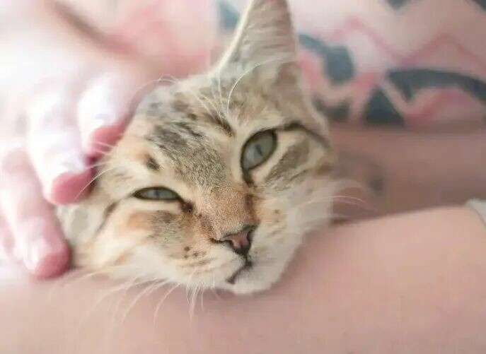 猫咪快乐的表现有哪些？看这 6 种行为，你家猫中了几个？