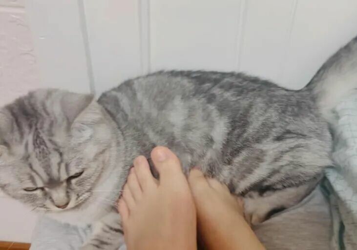 猫咪快乐的表现有哪些？看这 6 种行为，你家猫中了几个？