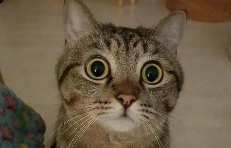 猫咪犯错怎么惩罚？4 招技巧让它不记仇 - 语梦星球