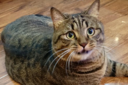 Image of a person scolding a cat