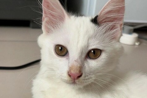 Image of a person flicking a cat's nose