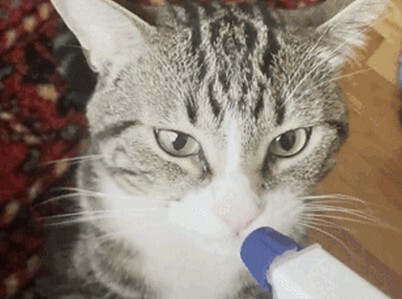 Image of a person spraying water on a cat